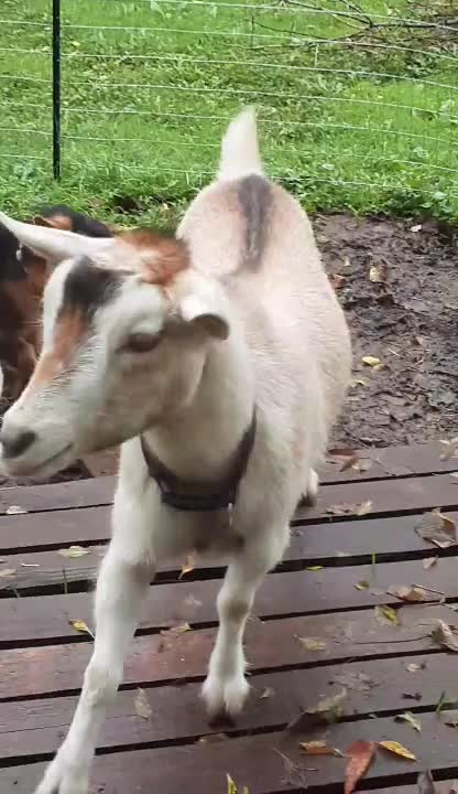 New toy for the goats