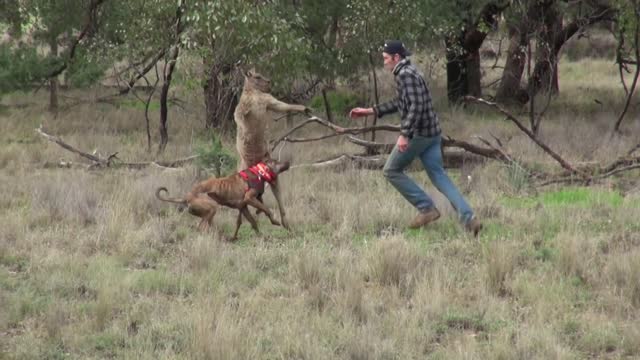 Kangaroo Attacks an inocent dog!