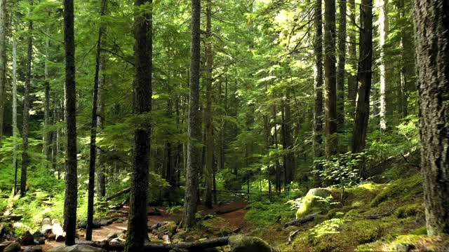 Nature is Universe | Nature is everything | No Copyright Video | Downloadable