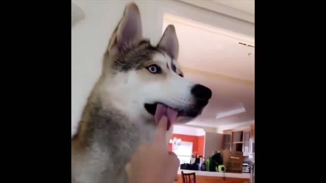 A dog with his tongue hanging out