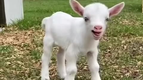 Baby goat, animal