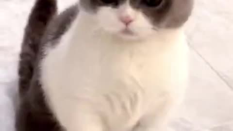 🤣LAUGH TO FAINT😹CATs will make you LAUGH all day😹 - Funny Cats Life