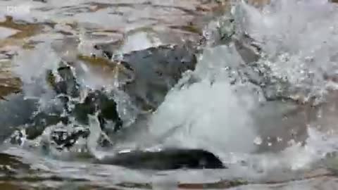 The_Fish_That_Hunts_Pigeons_beautyofnatureUSA