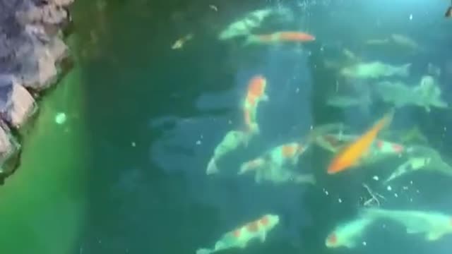 Koi fish pond with RDF Filter