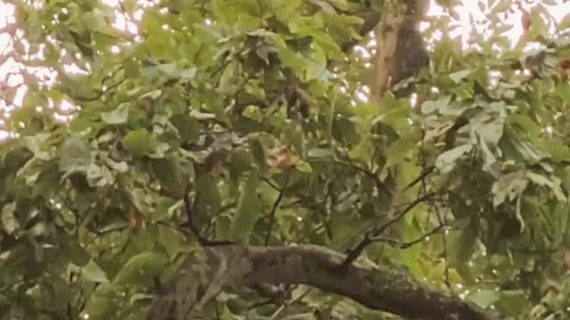Woody Woodpecker