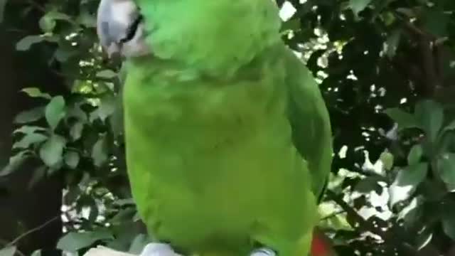 Parrot sings