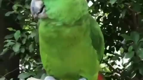 Parrot sings