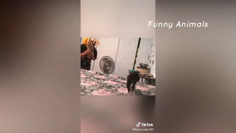 Funniest Cats