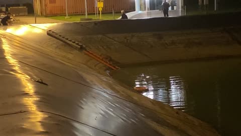 Rescuing a Trapped Stray Dog