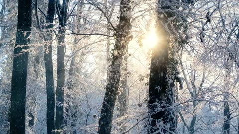 Snow in forest