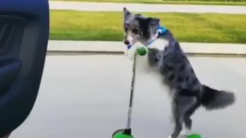 funny dog love videos - 2022