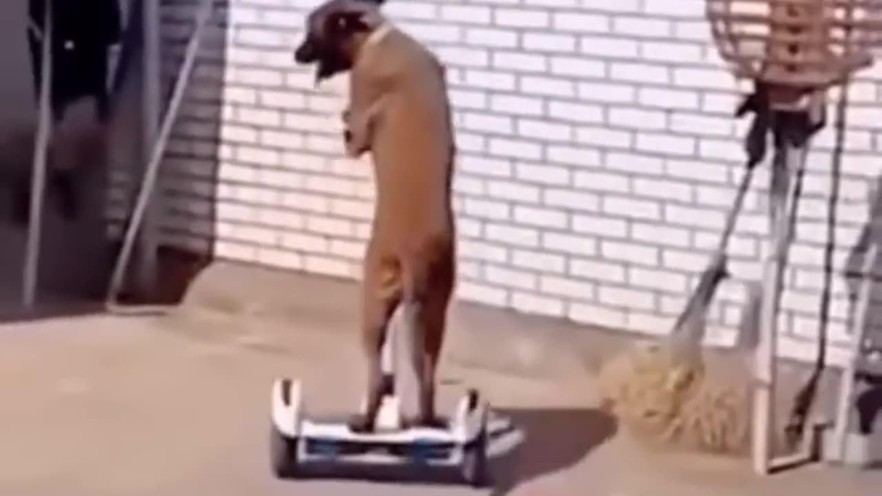 PET CAT FUNNY VIDEO | FUN WITH PET'S