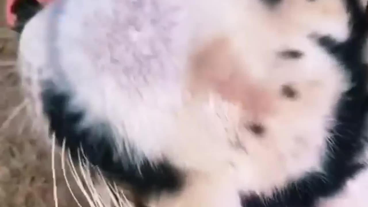 Big Cat Chin Scratches & Boops!