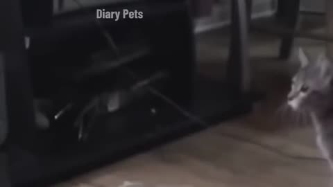 Funniest Animals 2024 🤣😅 New Funny Cats and Dogs Videos 😸🐶 Part