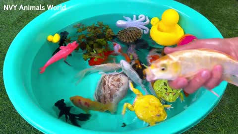 Swimming pool for Aquatics - Fish , Duck, frog etc