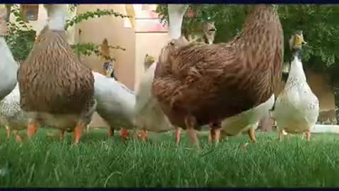 Naughty ducks never let you to eat your food | life on earth. #shorts #short