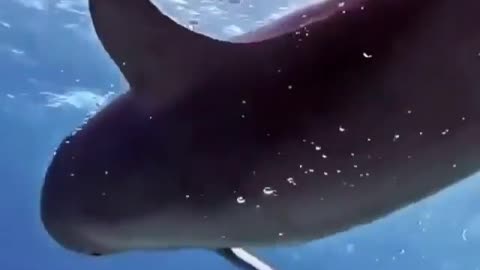 This dolphin really just wanted to play 🐬