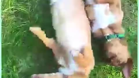 We're so happy these rescue dogs have found their forever homes! ❤️🐶