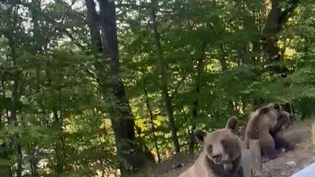 Stumbling upon 3 bear cubs and momma bear next to road