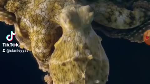 Octopus sleeping