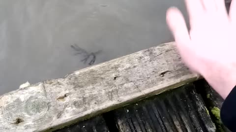 Seal Doesn't Take Too Kindly to Being Flipped Off