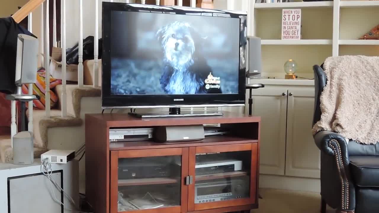 Formerly Abused Dog Has Disturbing Reaction When Dogs are Threatened in a Movie.