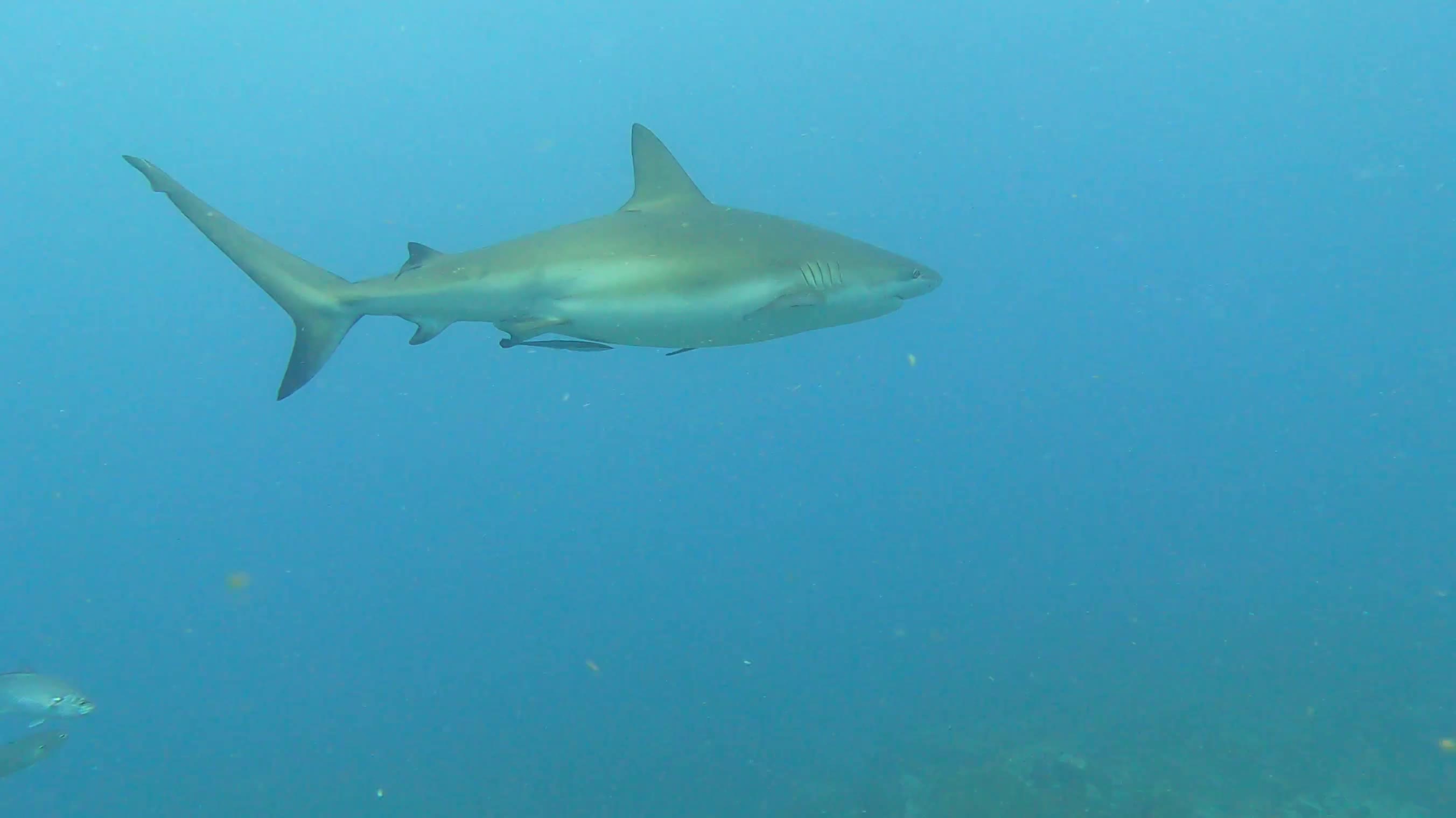 Caribbean Reef Shark