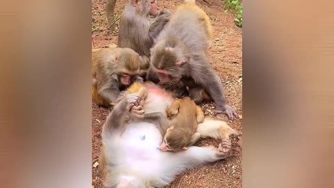 Beautiful togetherness in this monkey family 😘🐒🙊🙈🙉💐