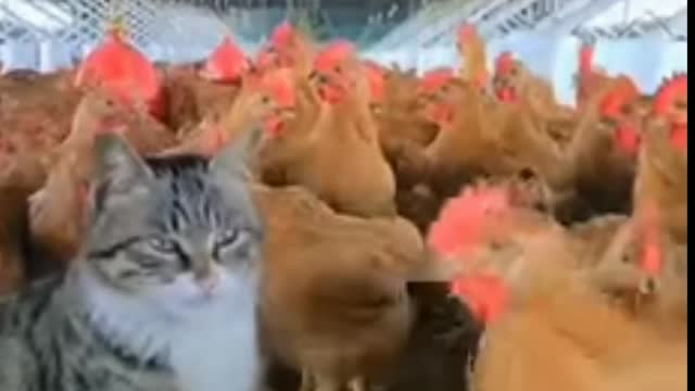 Cat is wondering what to do