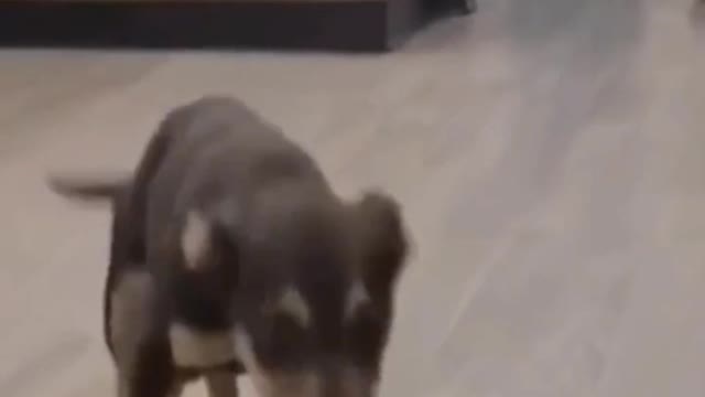 The puppy is dancing wildly