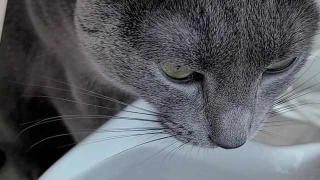 Cat drinking water