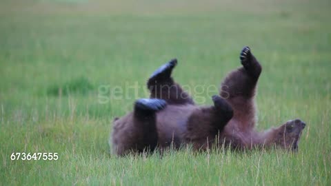 Brown (Grizzly) bear rubs its back