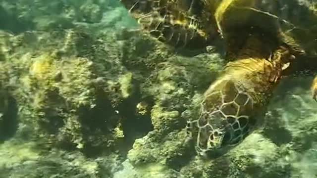 honu#seaturtle#oceanlove