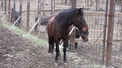 Animals in Georgian,Tbilisi Zoo