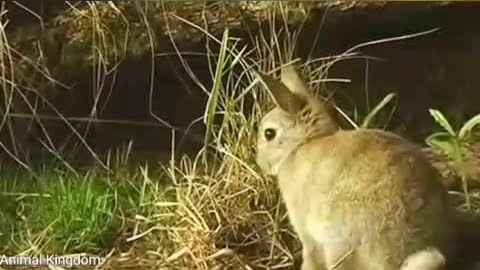 Wildlife Hunts Funny Animals Videos | wild kingdom Super funny animal videos.