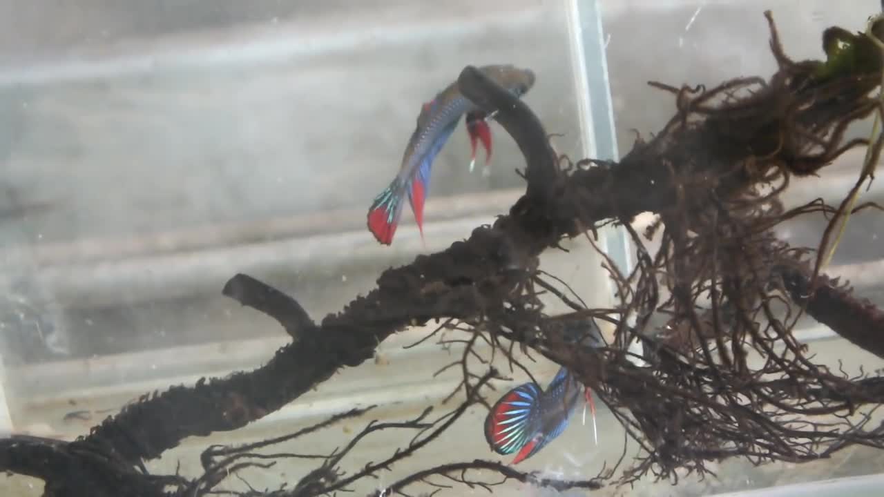 wild betta fish