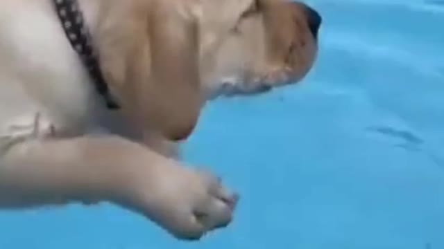 puppy learning to swim