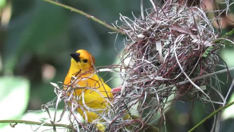 Beautiful Bird Preparing the Family Home