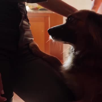 AWW CUTE BABY ANIMALS Videos Compilation Funniest and cutest moments of animals when they sleep