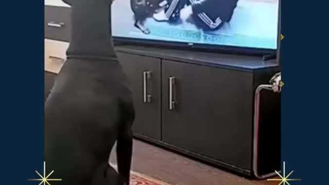 dog learning to exercise