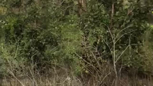 deer can fly
