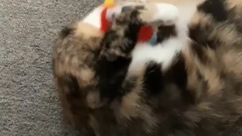Funny Cat 😸 Video