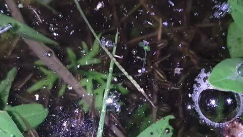 Baby Blackheadsnack fish in my pond