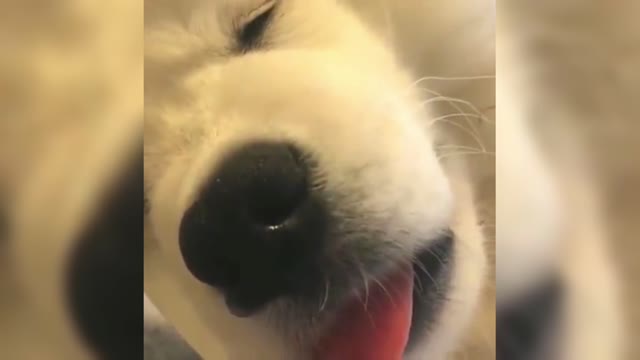 Samoyed showing pink and tender tongue while sleeping