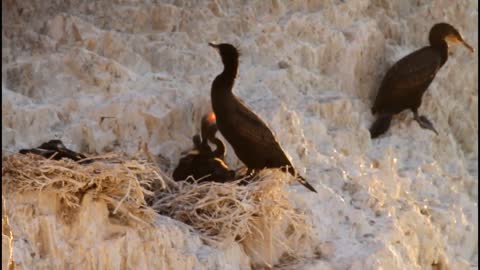 Mongolia - Khetsuu Khad - Cormorants