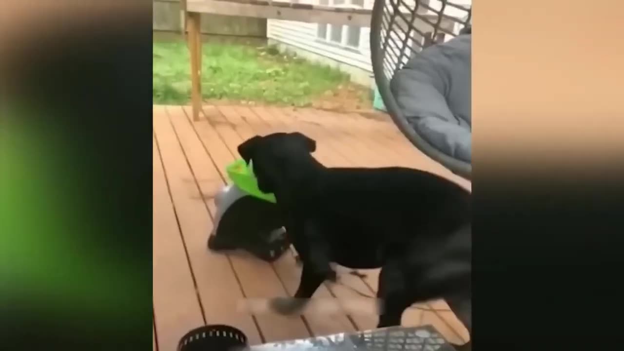 Funny animal videos