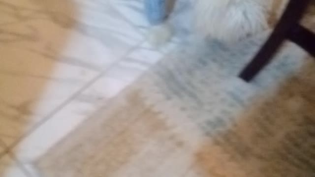 أنه يحب صوت الكره