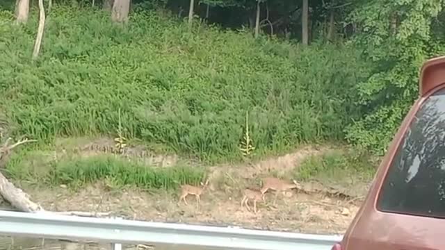 wild life up close,