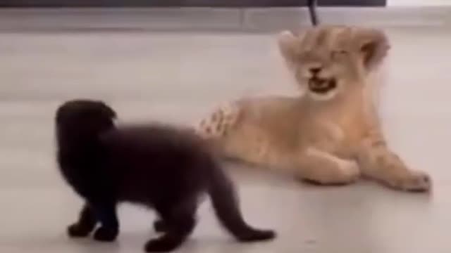 Baby lion and tiger cute fight