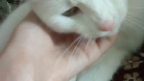 White cat washes